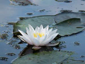 Preview wallpaper water lily, flower, white, water, nature