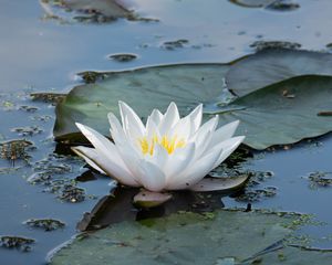 Preview wallpaper water lily, flower, white, water, nature