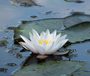 Preview wallpaper water lily, flower, white, water, nature