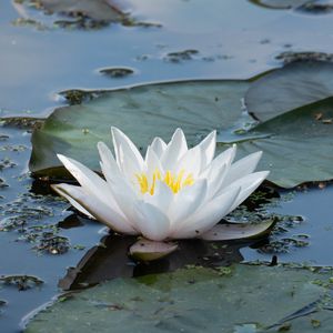 Preview wallpaper water lily, flower, white, water, nature