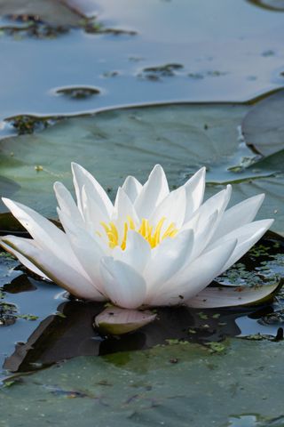 320x480 Wallpaper water lily, flower, white, water, nature