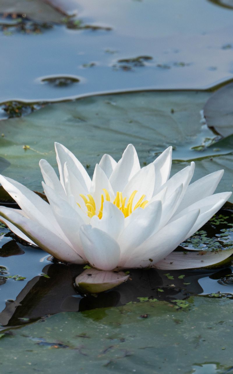 800x1280 Wallpaper water lily, flower, white, water, nature