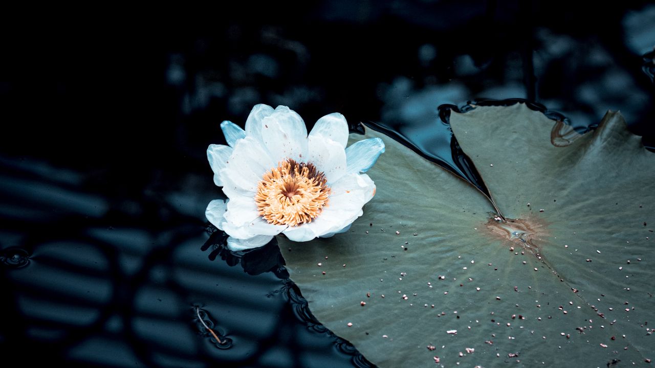 Wallpaper water lily, flower, white, plant, water