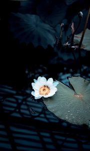 Preview wallpaper water lily, flower, white, plant, water