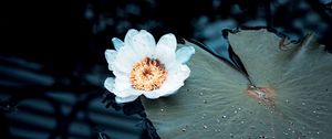 Preview wallpaper water lily, flower, white, plant, water