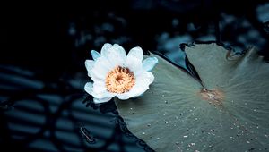 Preview wallpaper water lily, flower, white, plant, water