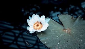 Preview wallpaper water lily, flower, white, plant, water