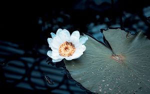 Preview wallpaper water lily, flower, white, plant, water