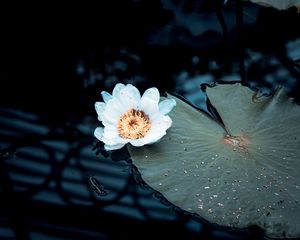 Preview wallpaper water lily, flower, white, plant, water