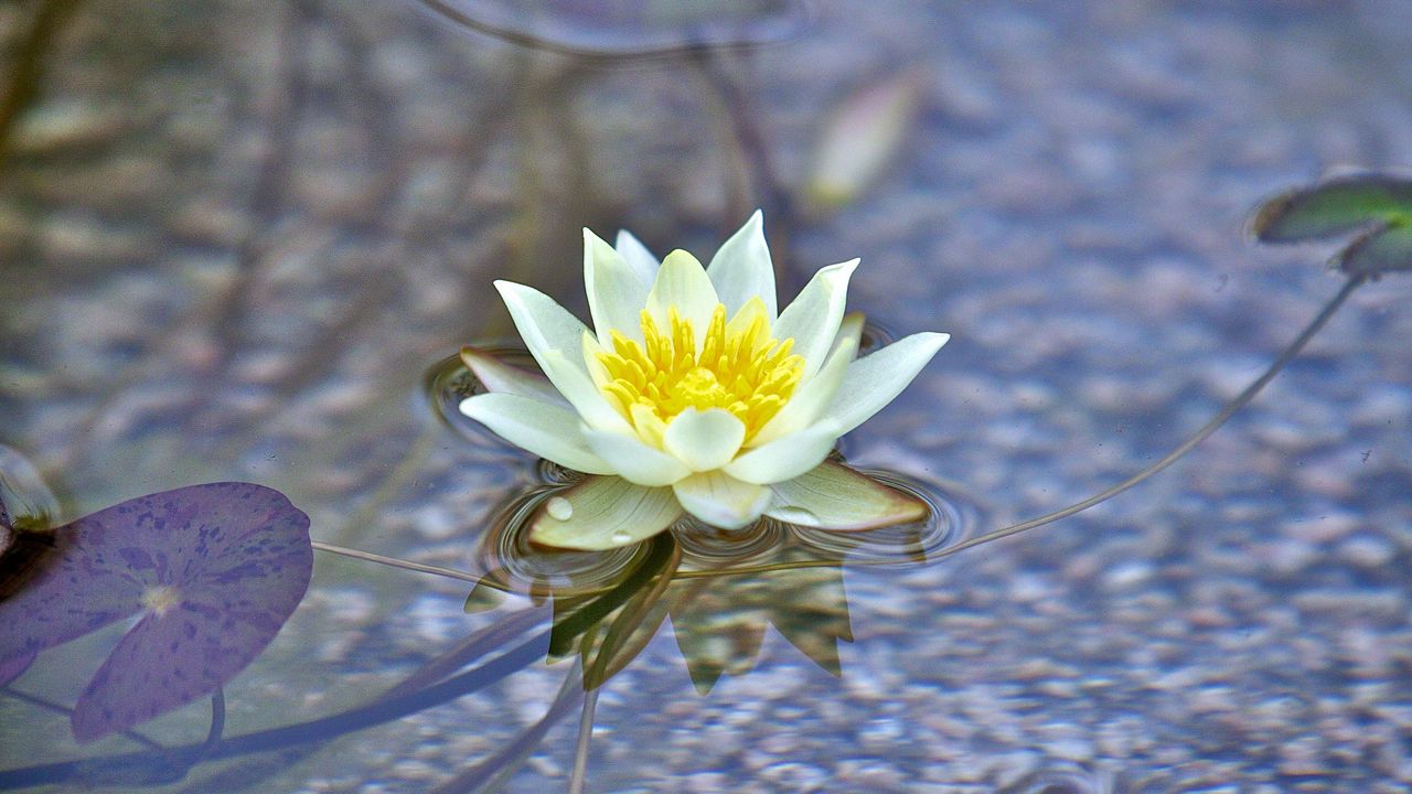 Wallpaper water lily, flower, white, plant, water, macro