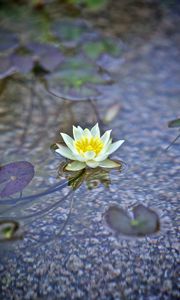 Preview wallpaper water lily, flower, white, plant, water, macro