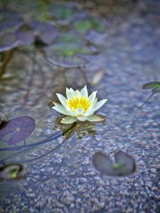 Preview wallpaper water lily, flower, white, plant, water, macro