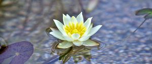 Preview wallpaper water lily, flower, white, plant, water, macro