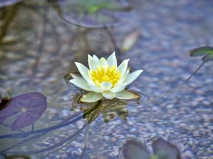 Preview wallpaper water lily, flower, white, plant, water, macro