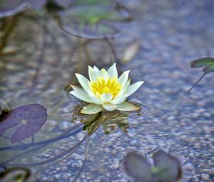 Preview wallpaper water lily, flower, white, plant, water, macro