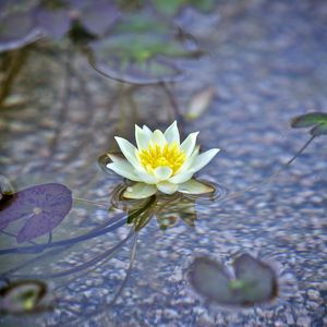 Preview wallpaper water lily, flower, white, plant, water, macro