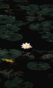 Preview wallpaper water lily, flower, white, water, plant