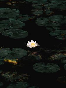 Preview wallpaper water lily, flower, white, water, plant