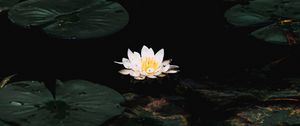 Preview wallpaper water lily, flower, white, water, plant