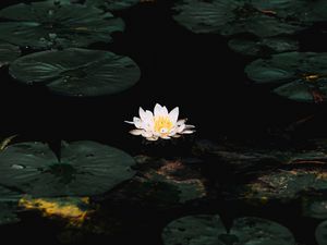 Preview wallpaper water lily, flower, white, water, plant