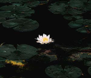 Preview wallpaper water lily, flower, white, water, plant