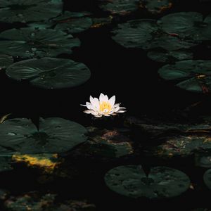 Preview wallpaper water lily, flower, white, water, plant