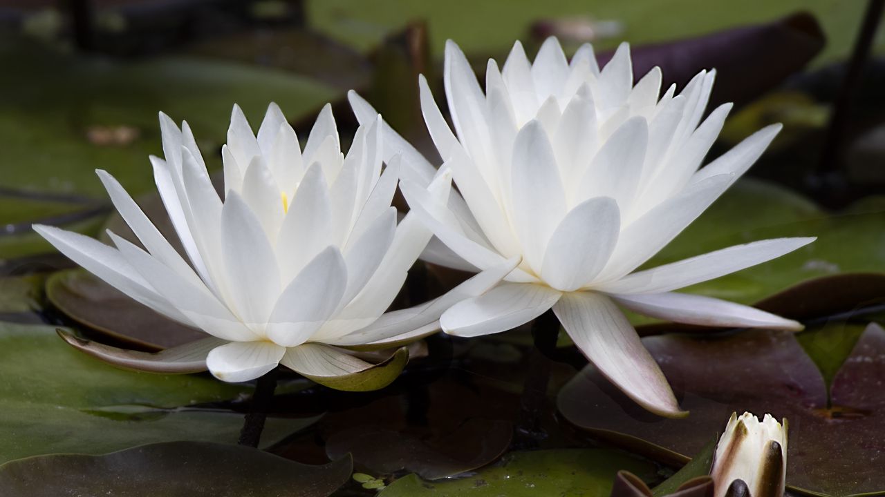 Wallpaper water lily, flowers, white, petals