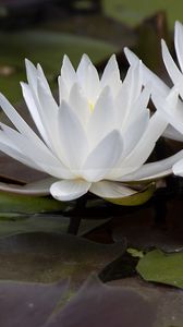 Preview wallpaper water lily, flowers, white, petals