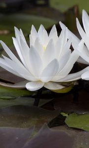 Preview wallpaper water lily, flowers, white, petals