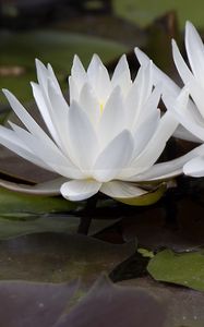 Preview wallpaper water lily, flowers, white, petals