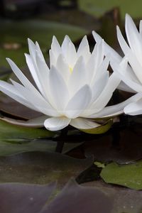 Preview wallpaper water lily, flowers, white, petals