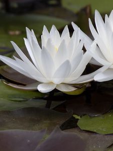 Preview wallpaper water lily, flowers, white, petals