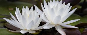Preview wallpaper water lily, flowers, white, petals