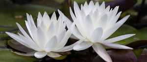 Preview wallpaper water lily, flowers, white, petals