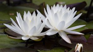 Preview wallpaper water lily, flowers, white, petals