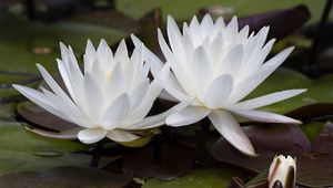 Preview wallpaper water lily, flowers, white, petals