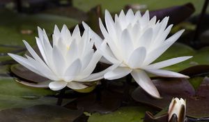 Preview wallpaper water lily, flowers, white, petals