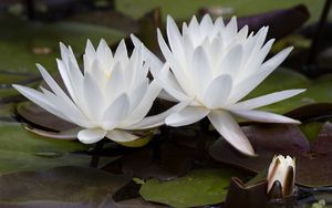 Preview wallpaper water lily, flowers, white, petals