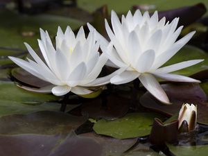 Preview wallpaper water lily, flowers, white, petals