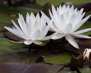 Preview wallpaper water lily, flowers, white, petals