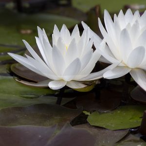 Preview wallpaper water lily, flowers, white, petals