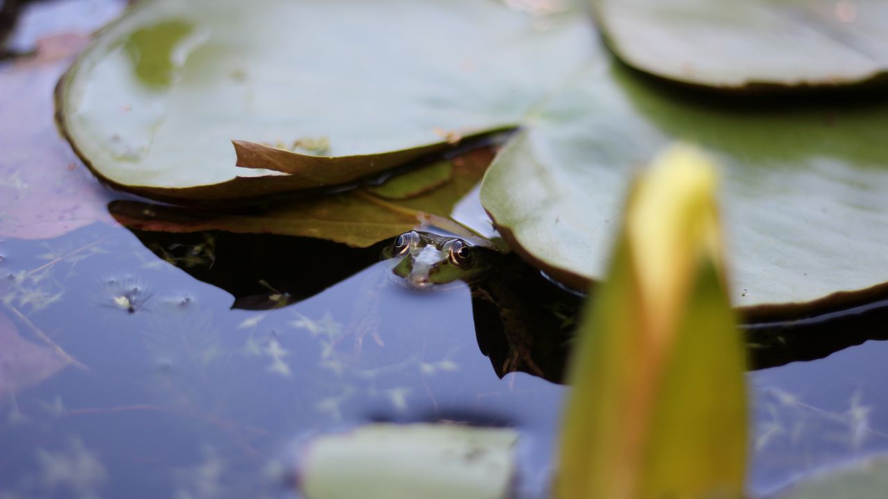 Wallpaper water lily, leaf, water, pond, macro