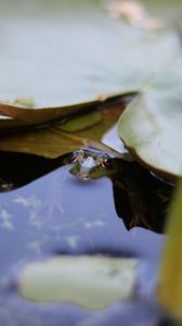Preview wallpaper water lily, leaf, water, pond, macro