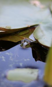 Preview wallpaper water lily, leaf, water, pond, macro