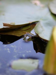 Preview wallpaper water lily, leaf, water, pond, macro