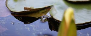 Preview wallpaper water lily, leaf, water, pond, macro