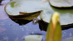 Preview wallpaper water lily, leaf, water, pond, macro