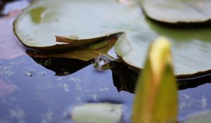 Preview wallpaper water lily, leaf, water, pond, macro