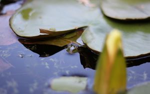 Preview wallpaper water lily, leaf, water, pond, macro