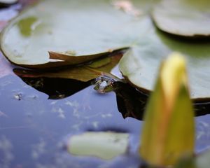 Preview wallpaper water lily, leaf, water, pond, macro